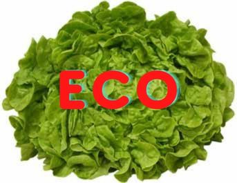 FRESCO LECHUGA ROBLE VERDE ECO (u.) Baix Ebre