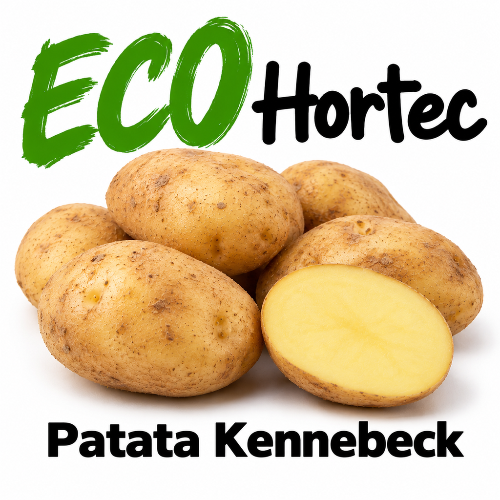 FRESC PATATA BLANCA KENNEBECK ECO (kg)  Baix camp