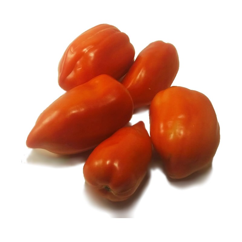 FRESCO TOMATE PEBROTER PROXIMITAT (kg) Vilassar de mar - Terra Pagesa