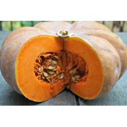 FRESCO CALABAZA MUSQUEE (kg)