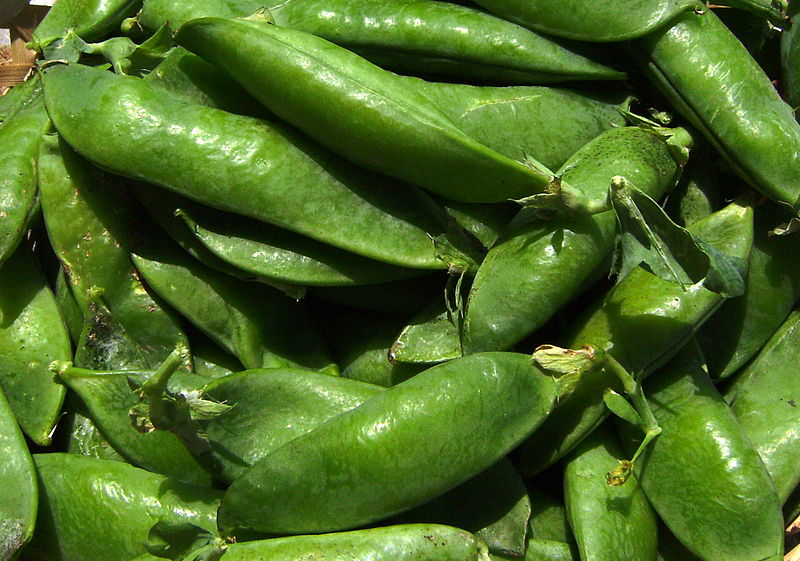 FRESC PÈSOLS (kg) Alt Camp