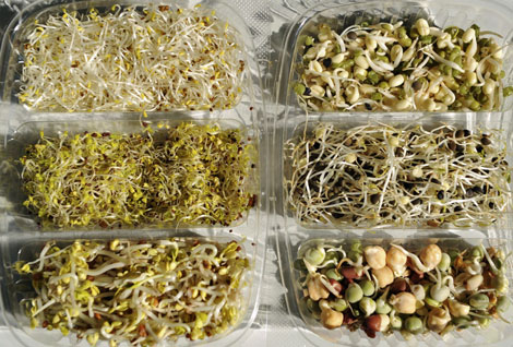 BROTES GERMINADOS PUERRO/ALFALFA/BRÓCOLI/COL LOMBARDA ECO 70 g