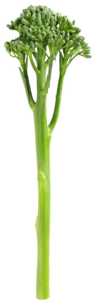 FRESC BROCOLET ECO (manat) Alt Camp