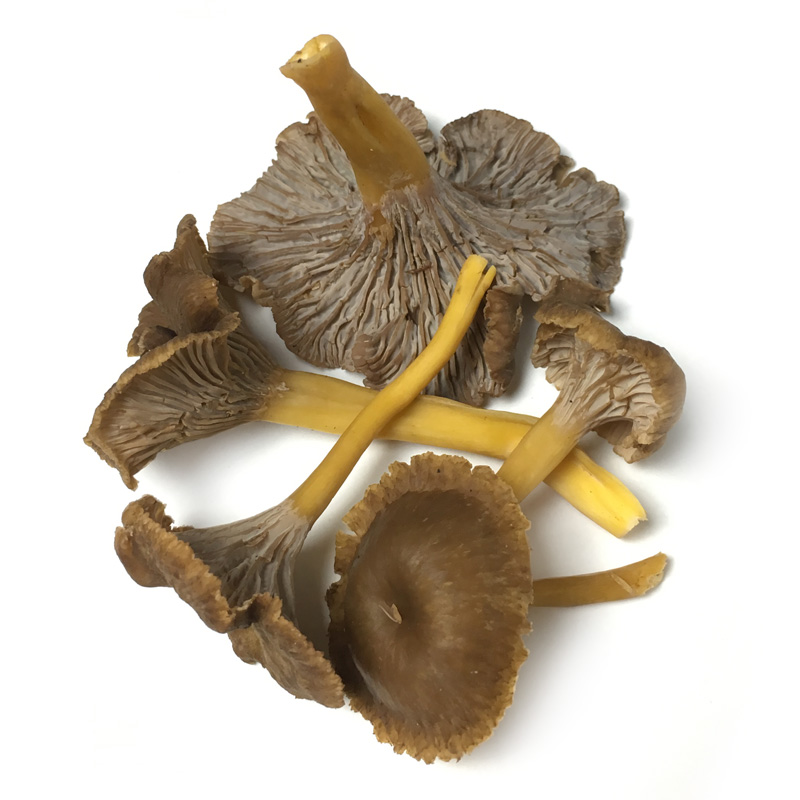 FRESC BOLET CAMAGROC (kg) Osca - La Mandraula