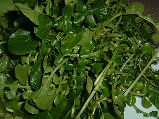 CANONGE ECO 50 g Maresme