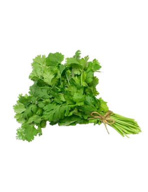 FRESC CORIANDRE ECO (Manat) Cal Notari