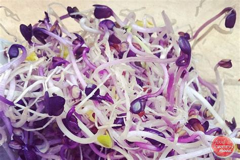 BROTES GERMINADOS ALFALFA ECO 70 g Vallès Oriental