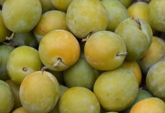 FRESC PRUNA CLAUDIA PROXIMITAT (kg) Terra Pagesa