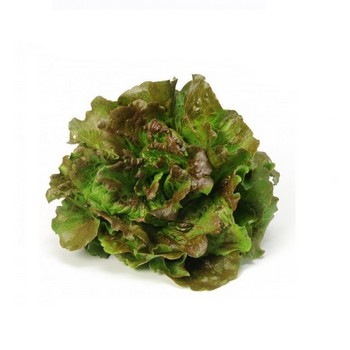 [539] FRESCO LECHUGA MARAVILLA (u.) Baix Llobregat