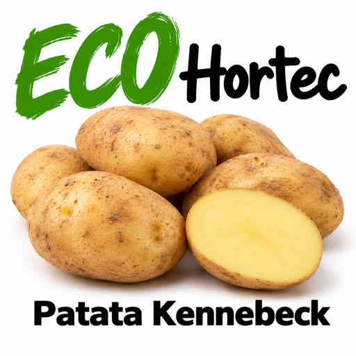 [490] FRESC PATATA BLANCA KENNEBECK ECO (kg)  Baix camp
