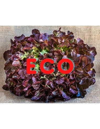 [537] FRESC ENCIAM ROURE VERMELL ECO (u) Maresme - La Magalla