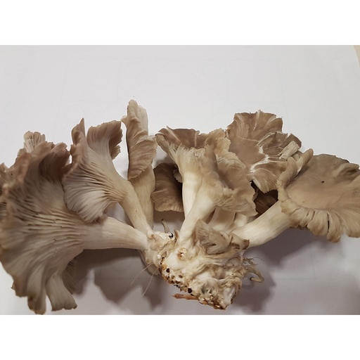 FRESC BOLET GÍRGOLA (kg) Osca - La Mandraula