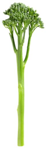 FRESCO BIMI (manojo) Alt Camp